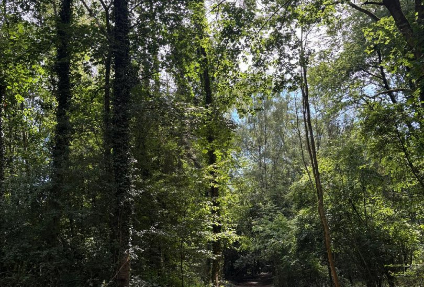 vente Terrain boisé – forêt Laon - Photo 10