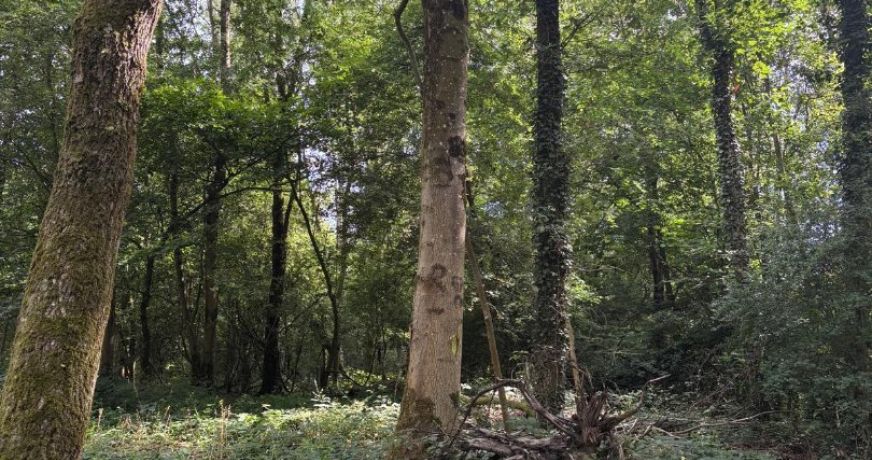 vente Terrain boisé – forêt Laon