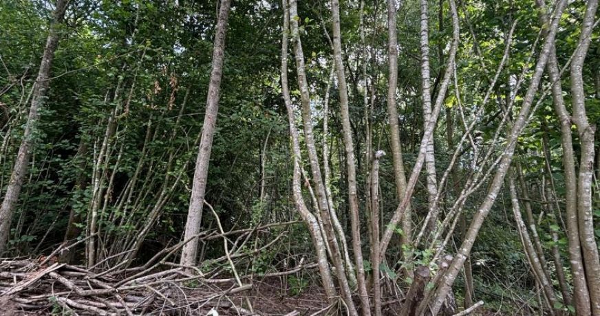 vente Terrain boisé – forêt Laon
