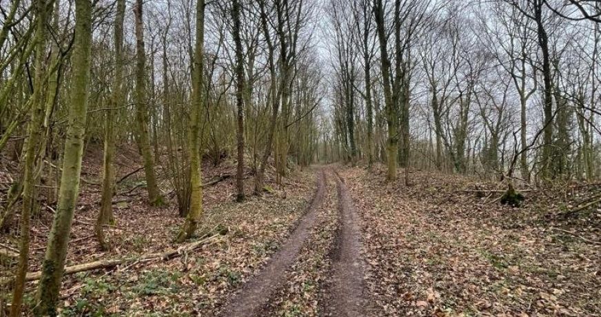 vente Terrain boisé – forêt Laon