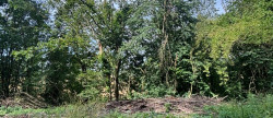 vente Terrain boisé – forêt Laon