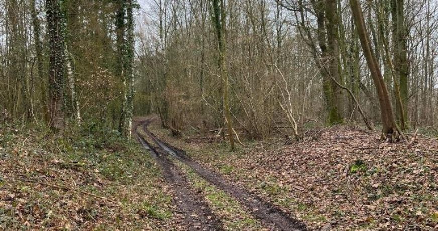 vente Terrain boisé – forêt Laon