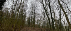 vente Terrain boisé – forêt Laon