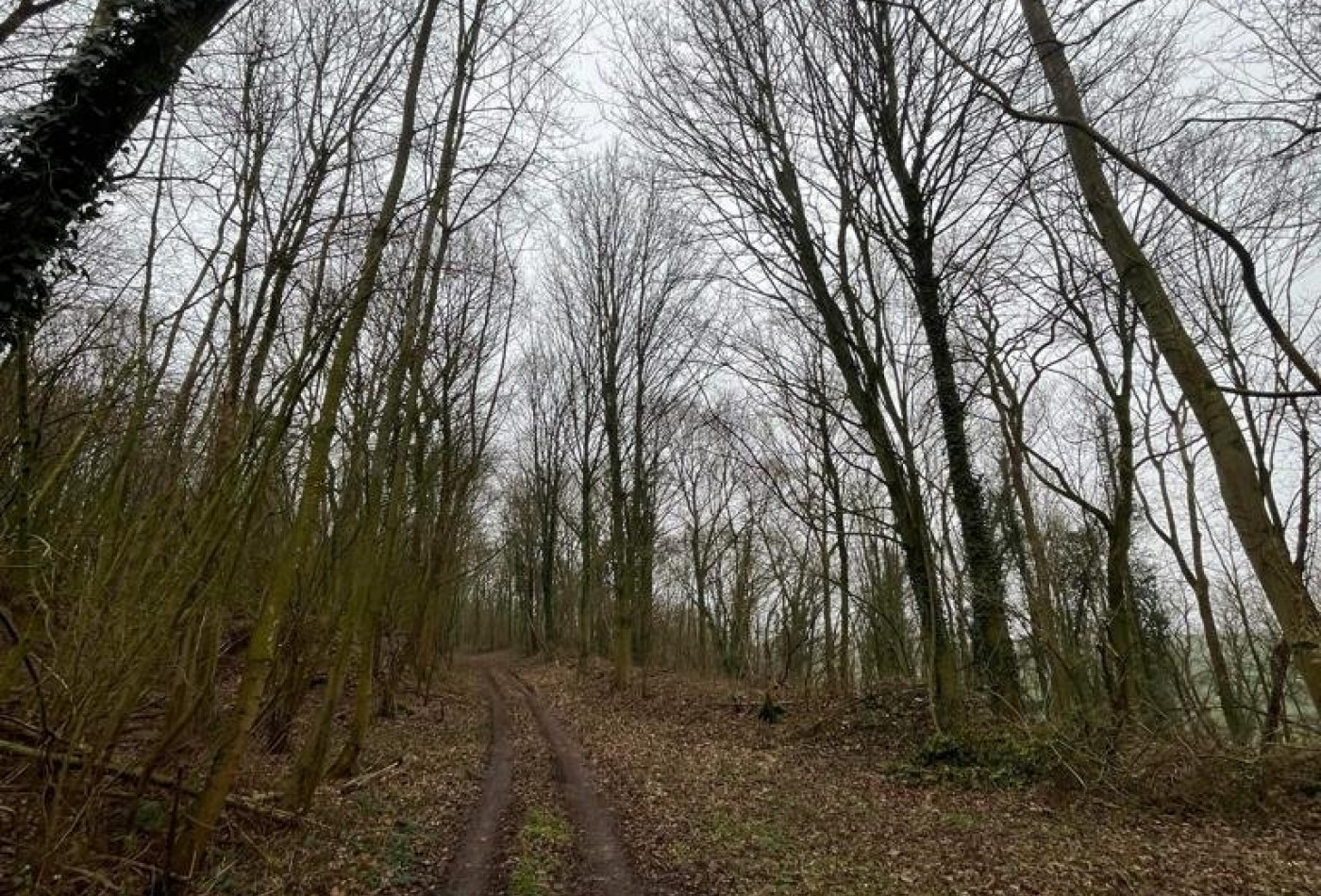 vente Terrain boisé – forêt Laon - Photo 2