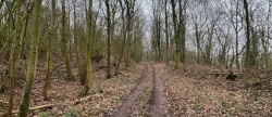 vente Terrain boisé – forêt Laon
