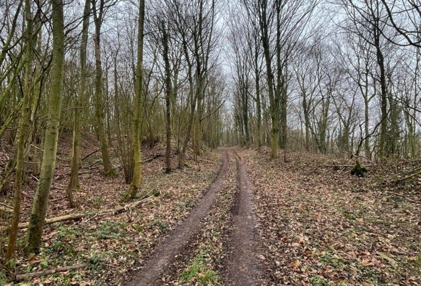 vente Terrain boisé – forêt Laon - Photo 3