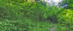 vente Terrain boisé – forêt Tourrettes