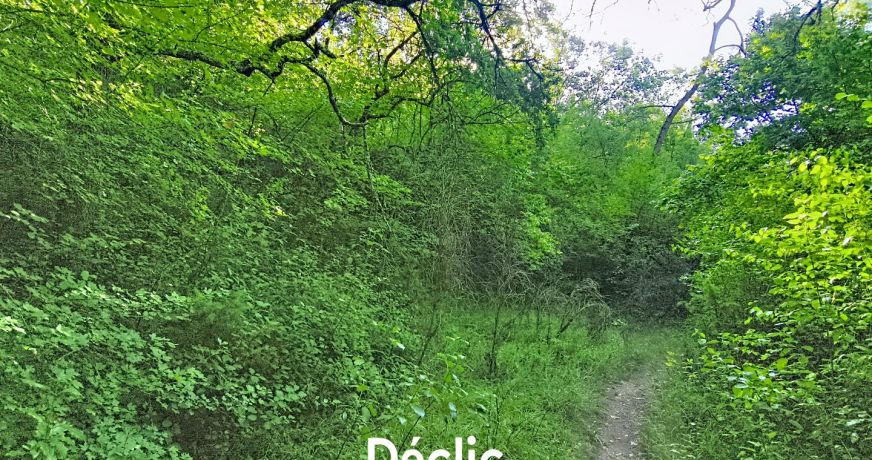 vente Terrain boisé – forêt Tourrettes