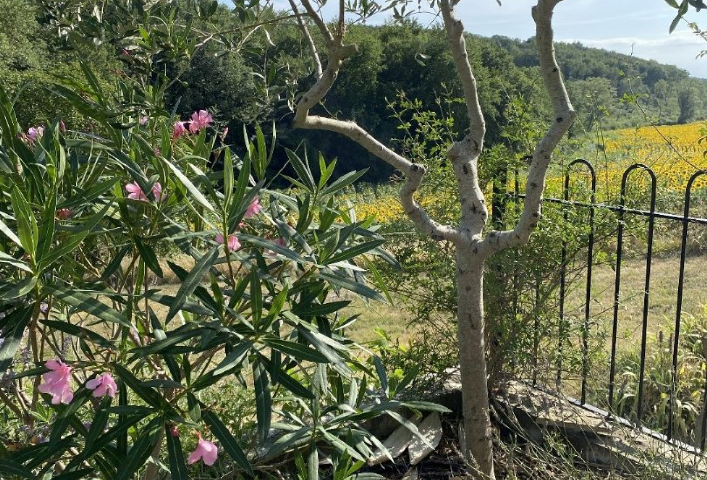 vente Maison Fanjeaux - Photo 5