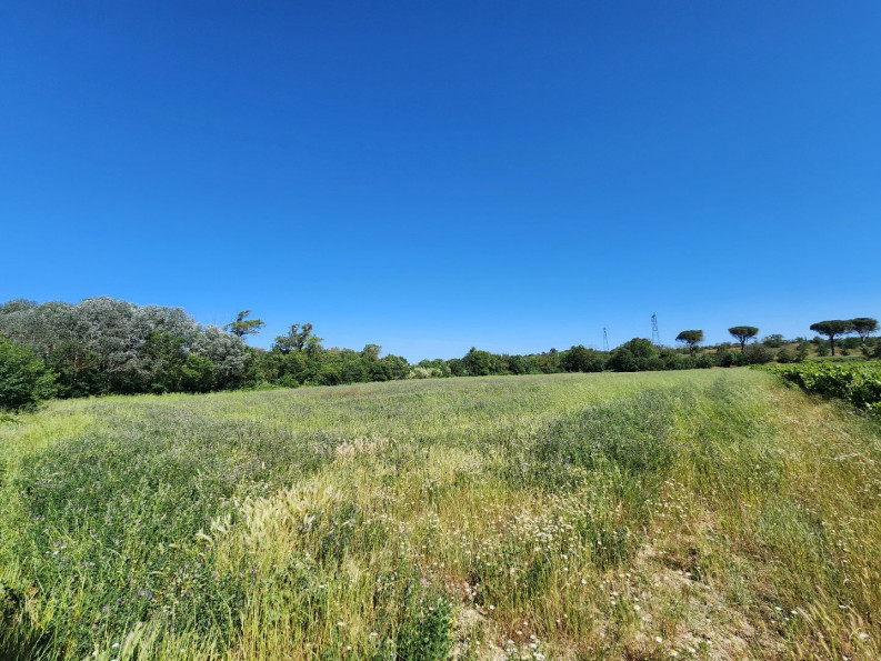 vente Terrain agricole Trebes - Photo 1