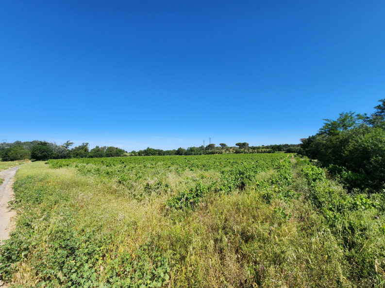 vente Terrain agricole Trebes - Photo 5