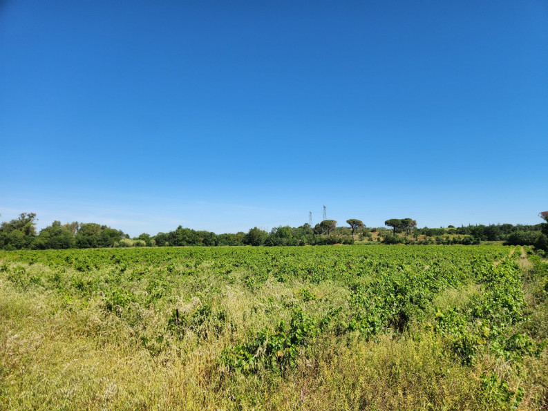 vente Terrain agricole Trebes - Photo 6
