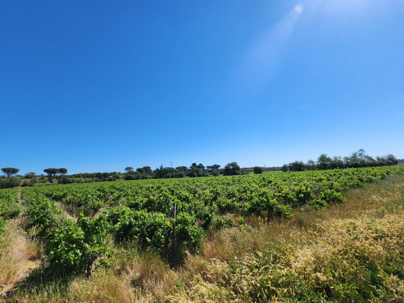vente Terrain agricole Trebes - Photo 4