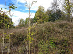 vente Terrain constructible Bugarach