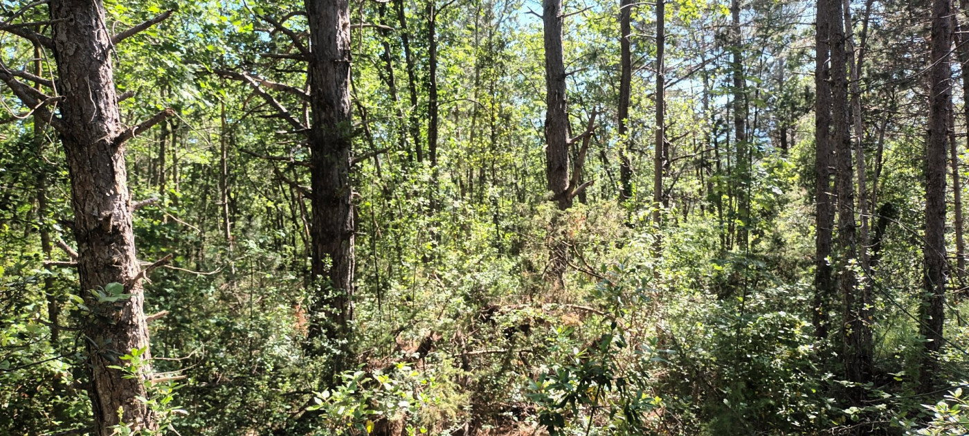 for sale Terrain boisé – forêt Rennes Le Chateau - Photo 9