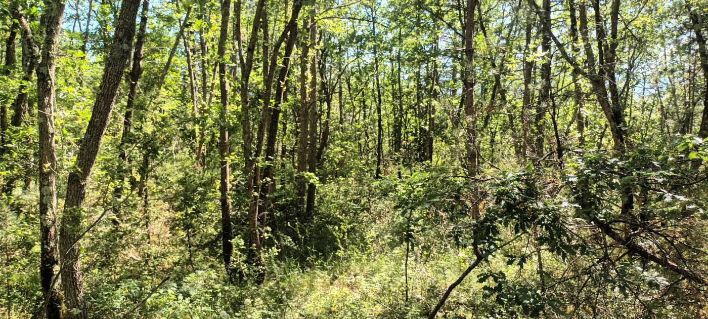 for sale Terrain boisé – forêt Rennes Le Chateau - Photo 5