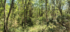 for sale Terrain boisé – forêt Rennes Le Chateau
