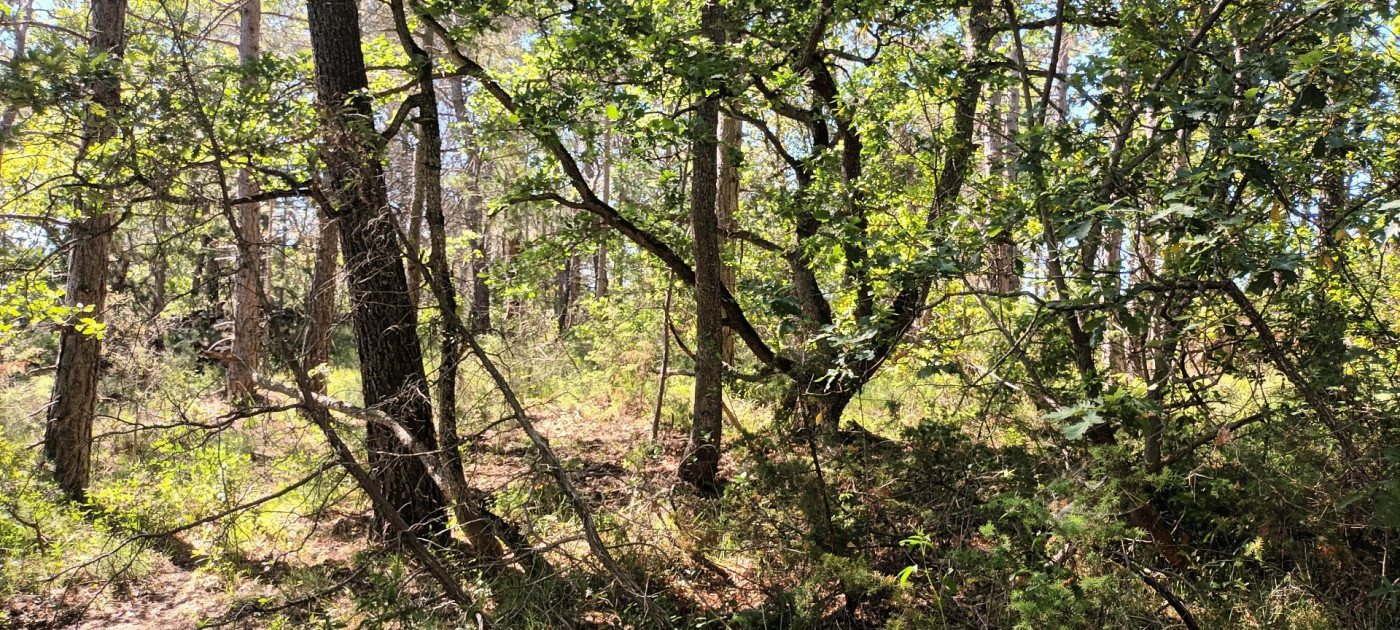 for sale Terrain boisé – forêt Rennes Le Chateau - Photo 2
