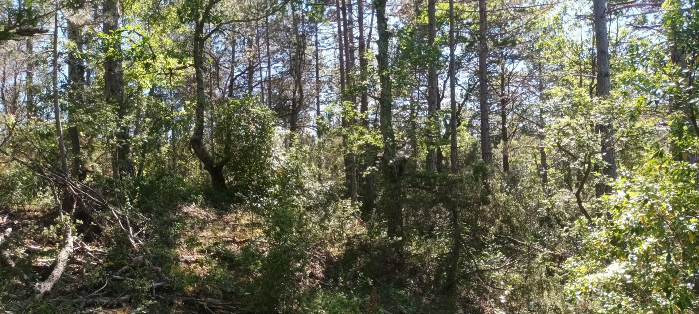 for sale Terrain boisé – forêt Rennes Le Chateau - Photo 10