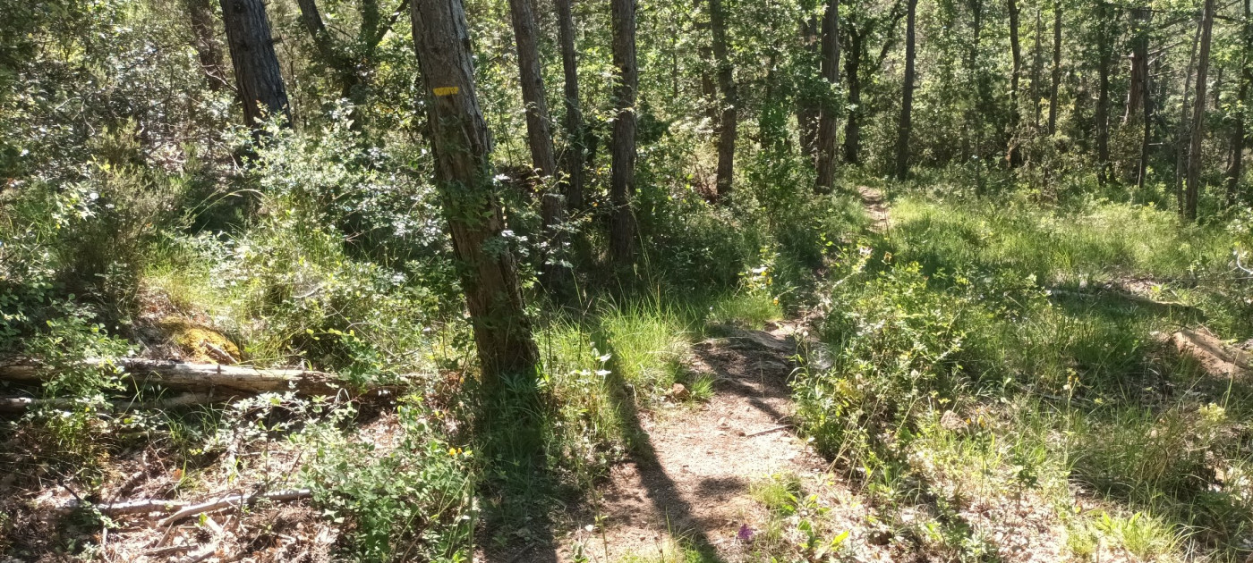 for sale Terrain boisé – forêt Rennes Le Chateau - Photo 7