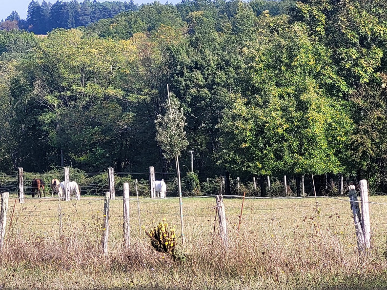 vente Terrain de loisir Saint Maime De Pereyrol - Photo 10