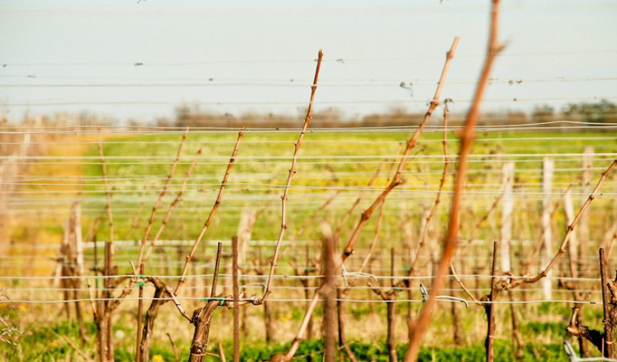 vente Propriété viticole Sauveterre De Guyenne - Photo 4
