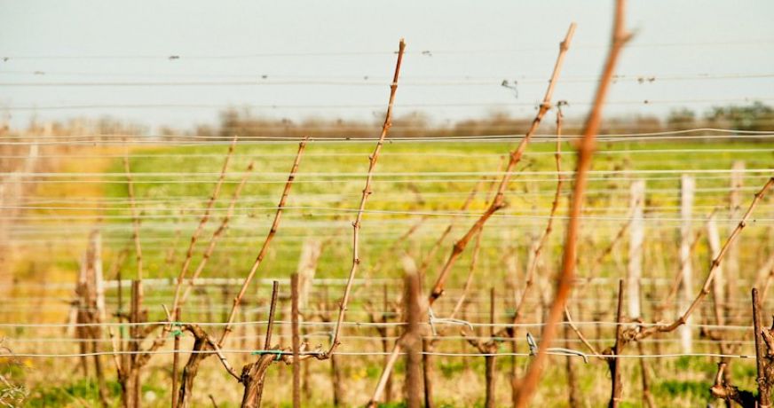 vente Propriété viticole Sauveterre De Guyenne