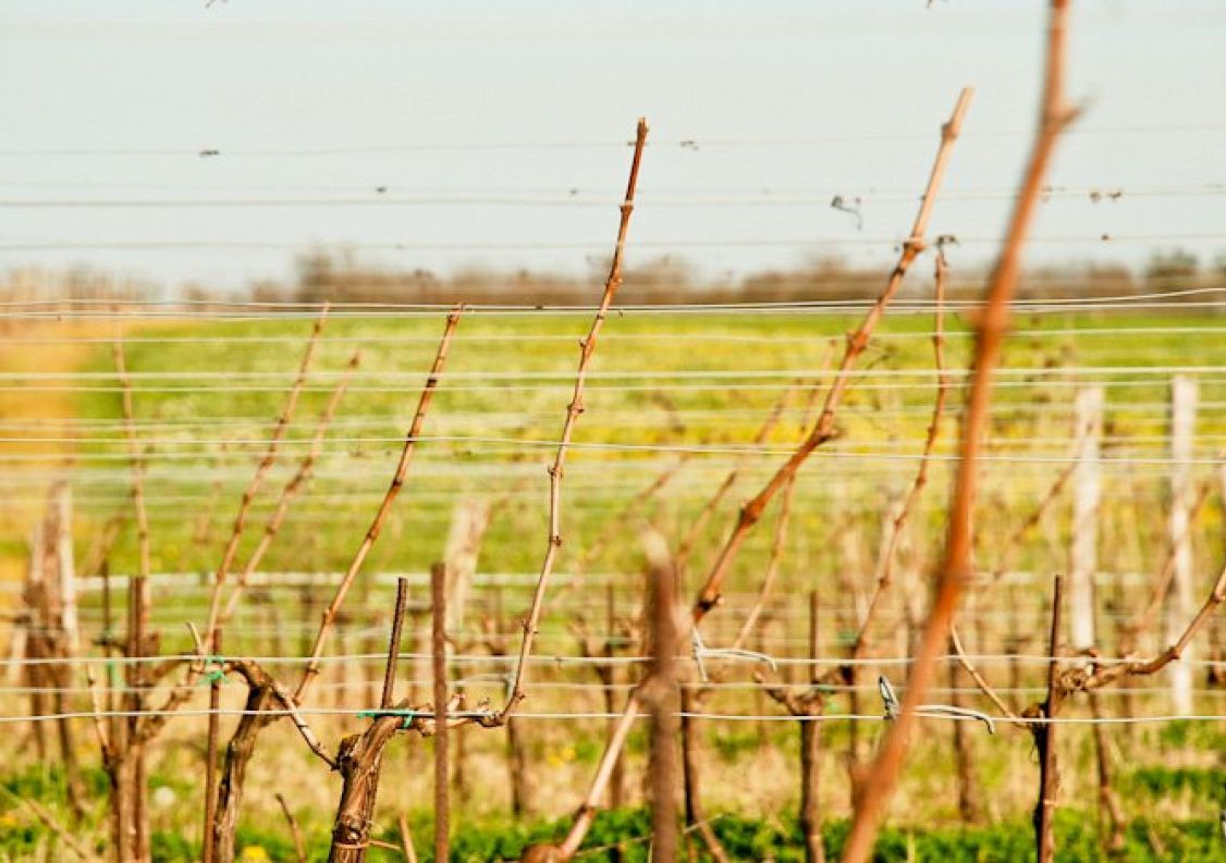 vente Propriété viticole Sauveterre De Guyenne