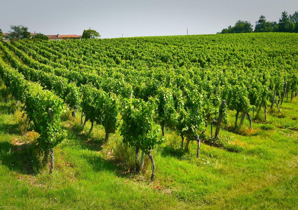 vente Propriété viticole Sauveterre De Guyenne