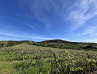 sale Terrain viticole Carcassonne