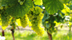 vente Terrain viticole Carcassonne
