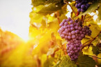 vente Terrain viticole Carcassonne