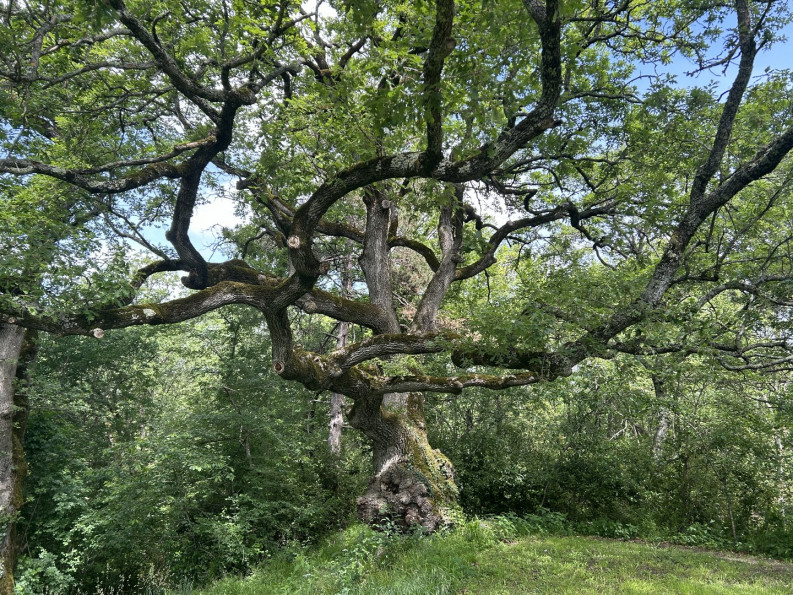 sale Maison Escueillens Et Saint Just - Photo 16