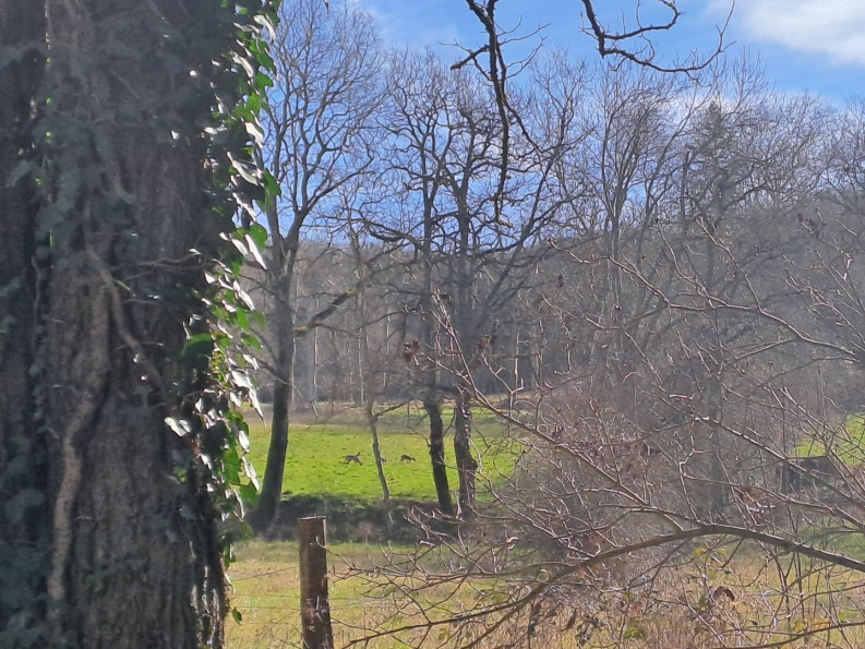 sale Maison Puylaurens - Photo 16