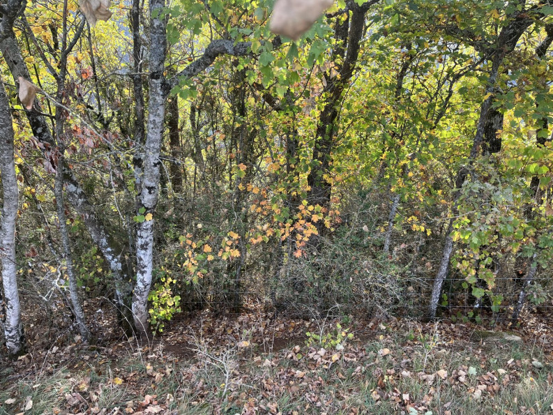 vente Terrain boisé – forêt Verrieres - Photo 2