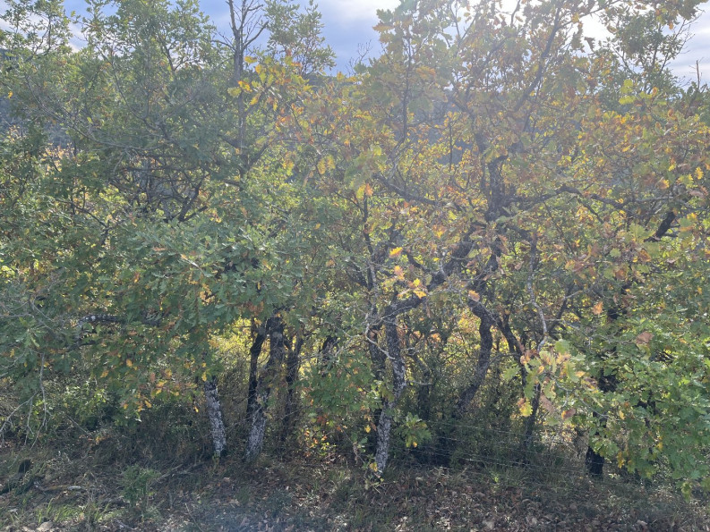 vente Terrain boisé – forêt Verrieres - Photo 3