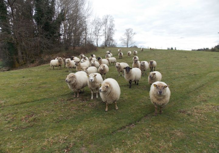vente Corps de ferme Marval