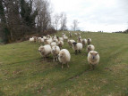 vente Corps de ferme Marval