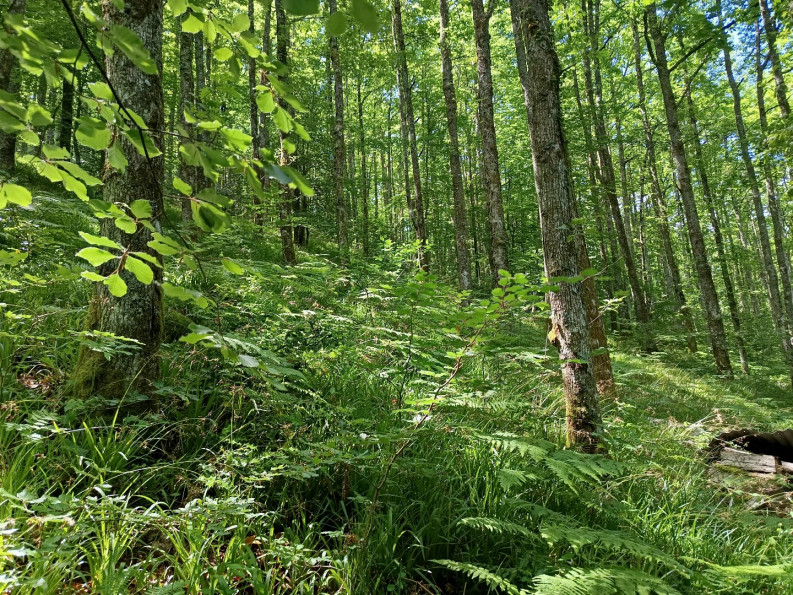 vente Maison et terrain Berlats - Photo 12