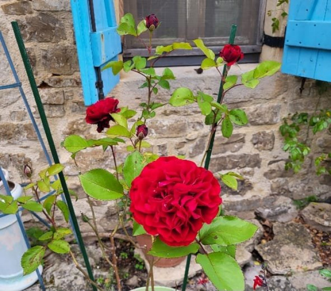 vente Maison Castanet - Photo 19