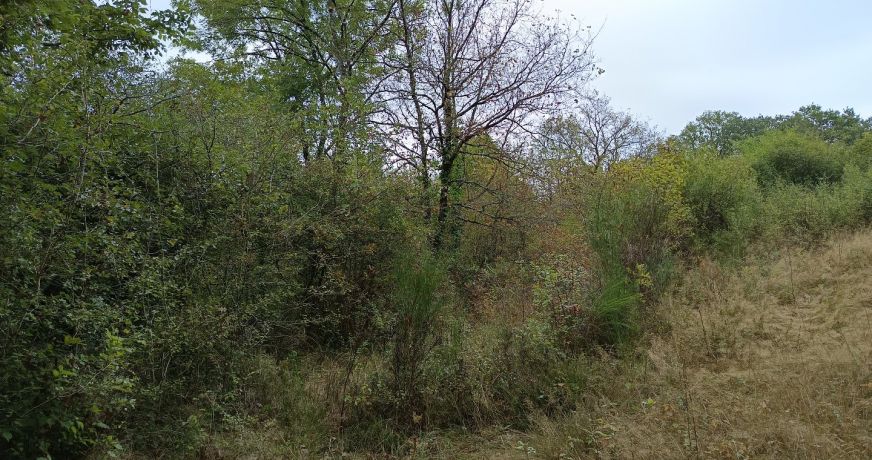 vente Terrain agricole Carmaux