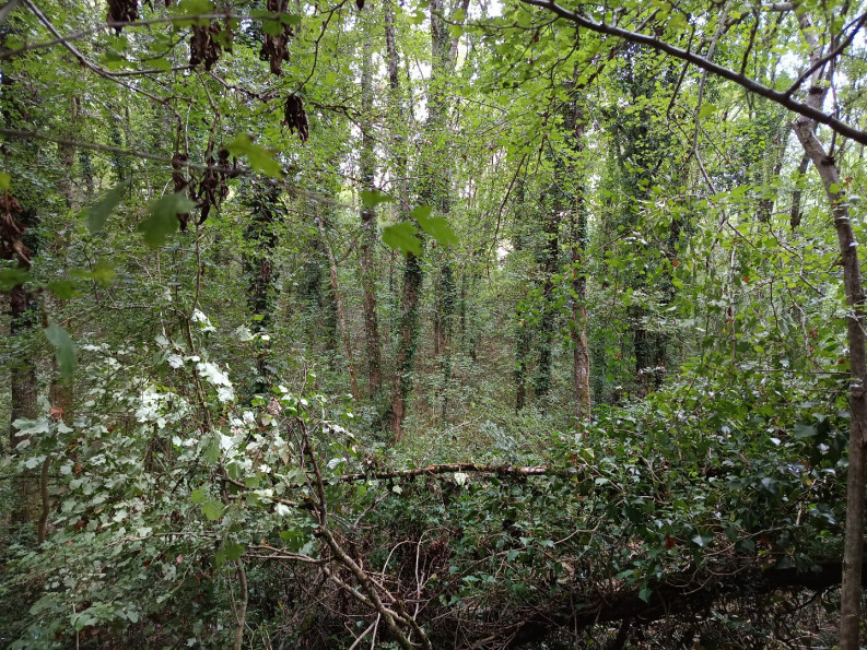 vente Terrain agricole Carmaux - Photo 10