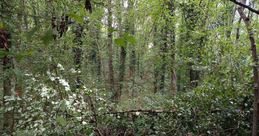 vente Terrain agricole Carmaux