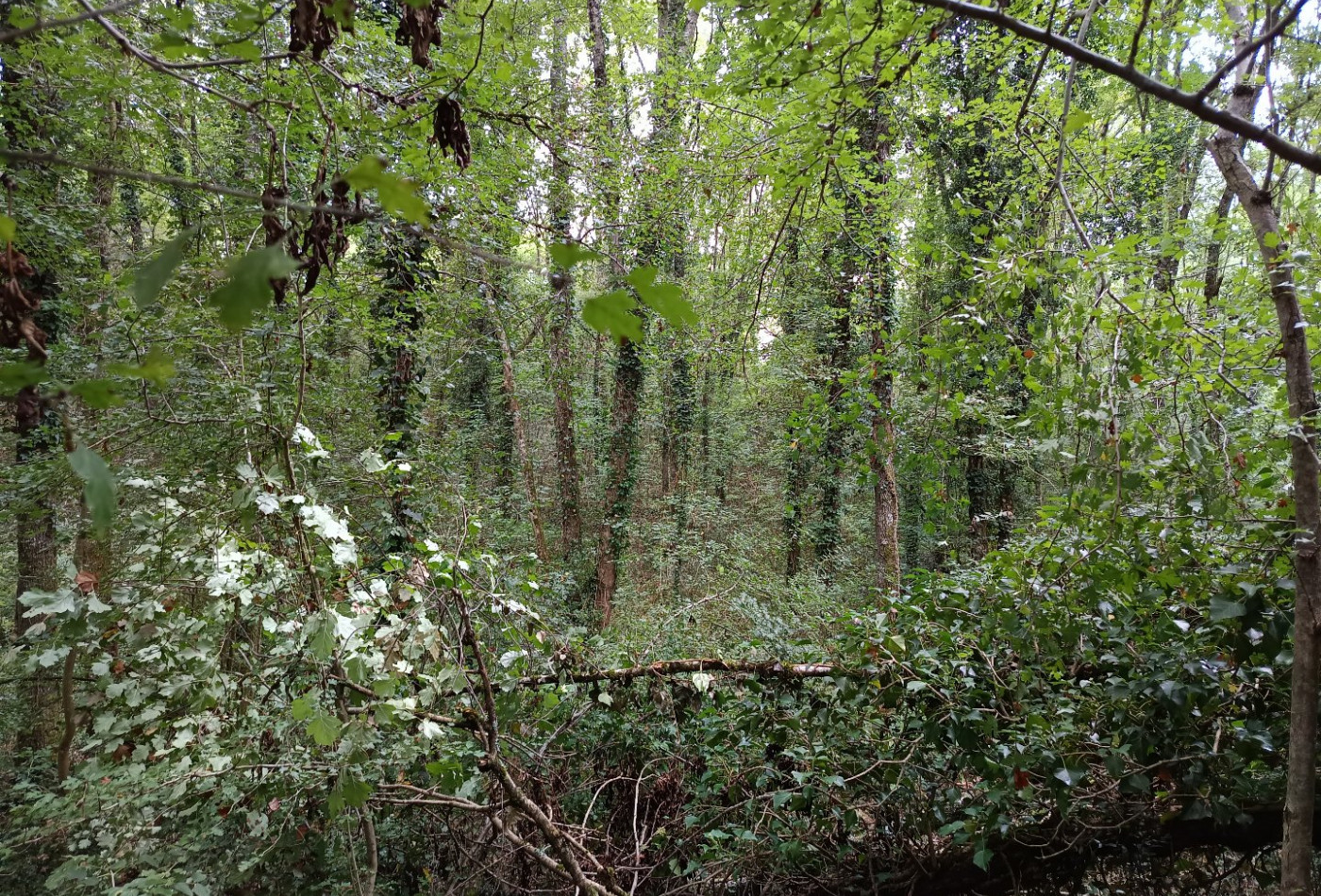 vente Terrain agricole Carmaux - Photo 10