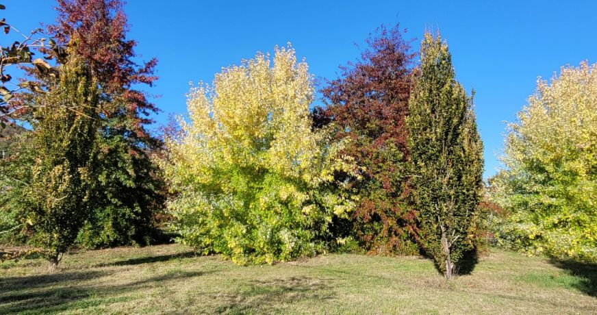 vente Local commercial Castelnau De Levis