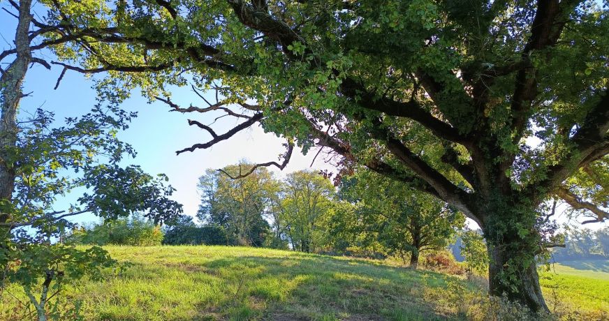 vente Terrain agricole Montdurausse