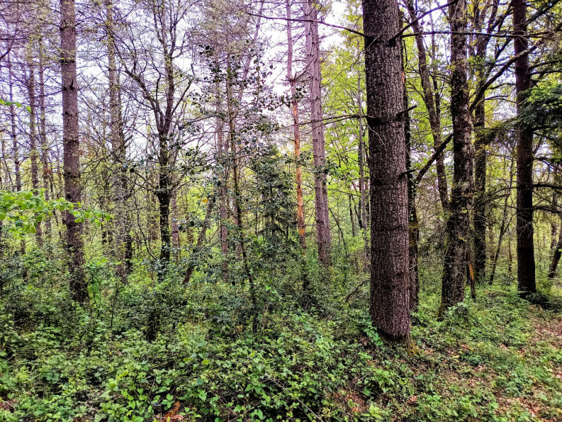 vente Maison et terrain Puycalvel - Photo 18