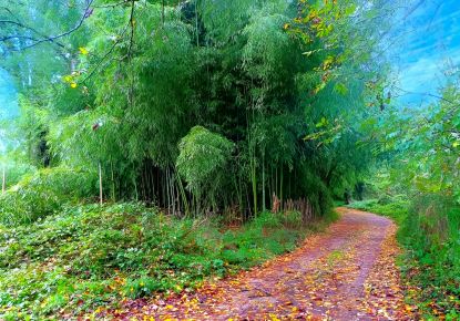vente Terrain Lescure D'albigeois