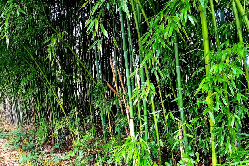 vente Terrain Lescure D'albigeois - Photo 2