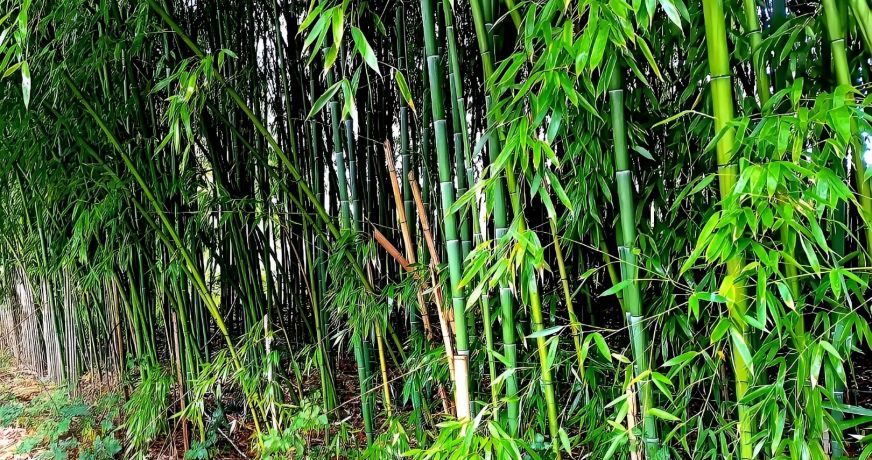 vente Terrain Lescure D'albigeois